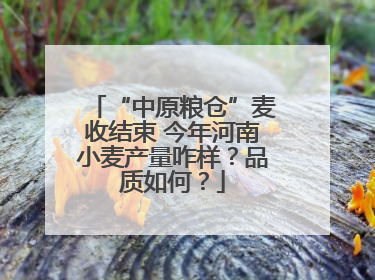 “中原粮仓”麦收结束 今年河南小麦产量咋样？品质如何？