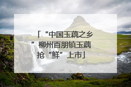 “中国玉藕之乡”柳州百朋镇玉藕抢“鲜”上市