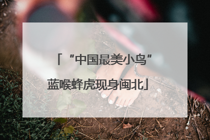 “中国最美小鸟”蓝喉蜂虎现身闽北