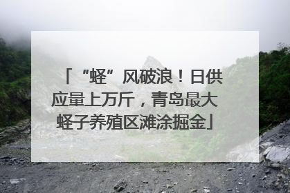 “蛏”风破浪！日供应量上万斤，青岛最大蛏子养殖区滩涂掘金