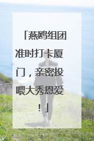 燕鸥组团准时打卡厦门，亲密投喂大秀恩爱！