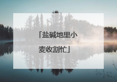 盐碱地里小麦收割忙