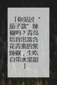 你见过“茄子款”辣椒吗？青岛培育出富含花青素的紫辣椒，生吃自带水果甜