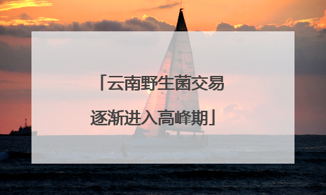 云南野生菌交易逐渐进入高峰期