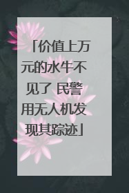 价值上万元的水牛不见了 民警用无人机发现其踪迹