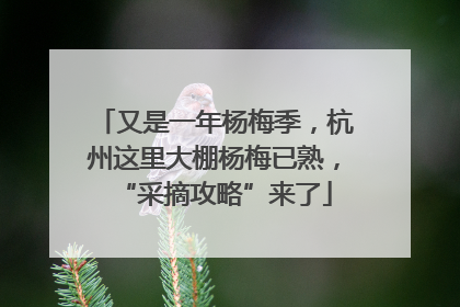 又是一年杨梅季，杭州这里大棚杨梅已熟，“采摘攻略”来了