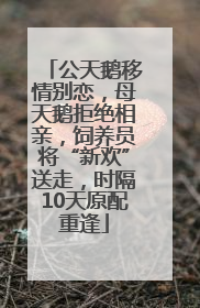 公天鹅移情别恋，母天鹅拒绝相亲，饲养员将“新欢”送走，时隔10天原配重逢