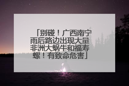 别碰！广西南宁雨后路边出现大量非洲大蜗牛和福寿螺！有致命危害