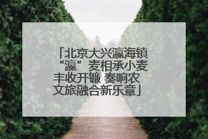 北京大兴瀛海镇“瀛”麦相承小麦丰收开镰 奏响农文旅融合新乐章