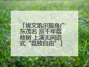 埃文凯尔现身广东茂名 赏千年荔枝树 上演无间道式“荔枝自由”