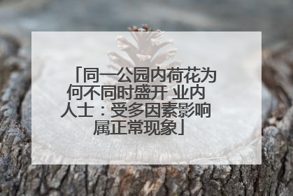 同一公园内荷花为何不同时盛开 业内人士：受多因素影响 属正常现象