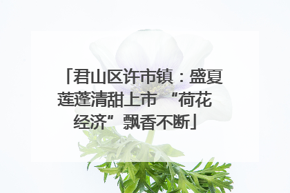 君山区许市镇：盛夏莲蓬清甜上市 “荷花经济”飘香不断