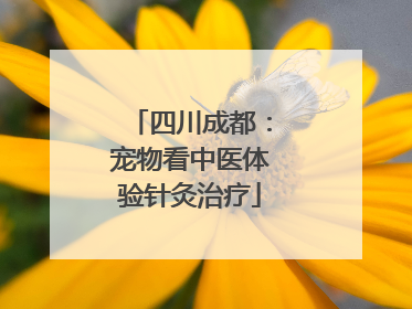 四川成都：宠物看中医体验针灸治疗