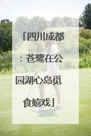 四川成都：苍鹭在公园湖心岛觅食嬉戏