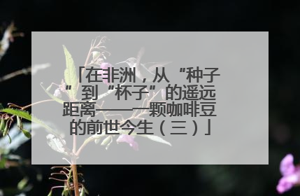 在非洲，从“种子”到“杯子”的遥远距离——一颗咖啡豆的前世今生（三）