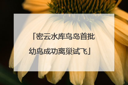 密云水库鸟岛首批幼鸟成功离巢试飞
