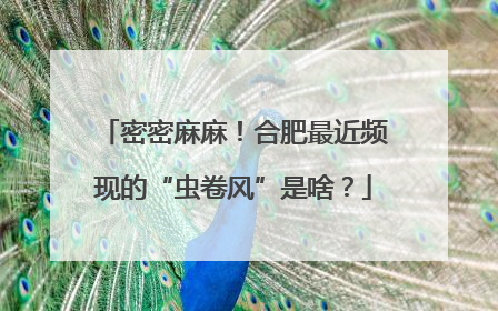 密密麻麻！合肥最近频现的“虫卷风”是啥？