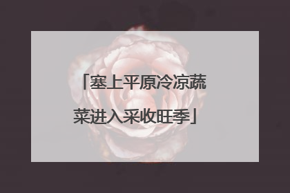 塞上平原冷凉蔬菜进入采收旺季