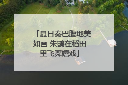 夏日秦巴腹地美如画 朱鹮在稻田里飞舞嬉戏