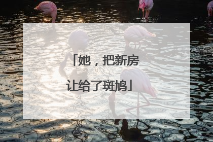 她，把新房让给了斑鸠