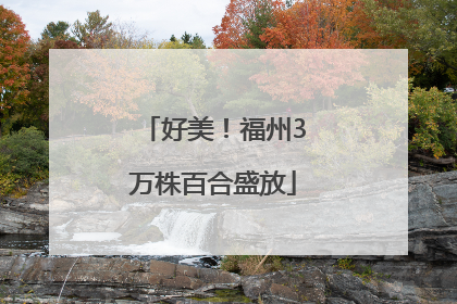 好美！福州3万株百合盛放