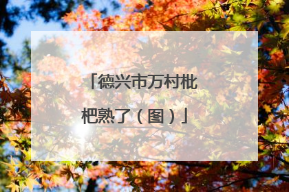 德兴市万村枇杷熟了（图）