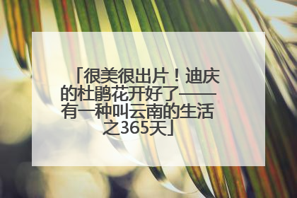 很美很出片！迪庆的杜鹃花开好了——有一种叫云南的生活之365天