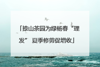 捺山茶园为绿杨春“理发” 夏季修剪促增收