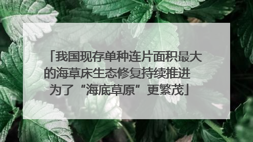 我国现存单种连片面积最大的海草床生态修复持续推进 为了“海底草原”更繁茂