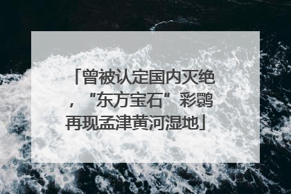 曾被认定国内灭绝，“东方宝石”彩鹮再现孟津黄河湿地