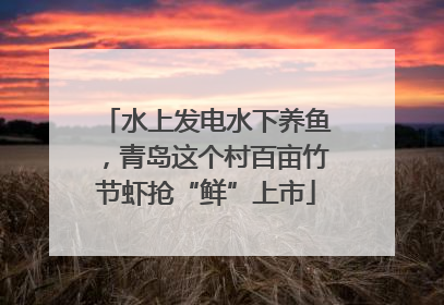 水上发电水下养鱼，青岛这个村百亩竹节虾抢“鲜”上市