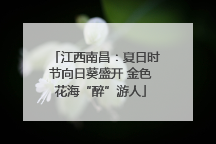 江西南昌：夏日时节向日葵盛开 金色花海“醉”游人