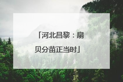 河北昌黎：扇贝分苗正当时