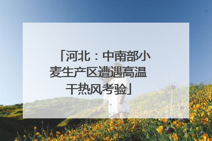 河北：中南部小麦生产区遭遇高温干热风考验