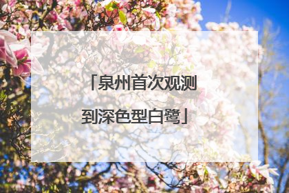 泉州首次观测到深色型白鹭