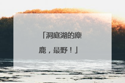 洞庭湖的麋鹿，最野！