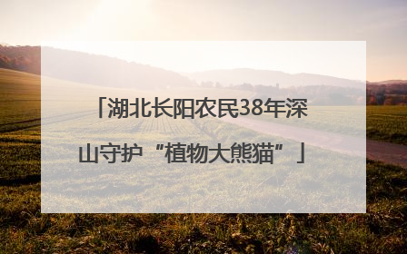湖北长阳农民38年深山守护“植物大熊猫”