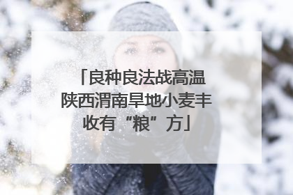 良种良法战高温 陕西渭南旱地小麦丰收有“粮”方