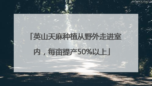 英山天麻种植从野外走进室内，每亩提产50%以上