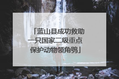 蓝山县成功救助一只国家二级重点保护动物领角鸮