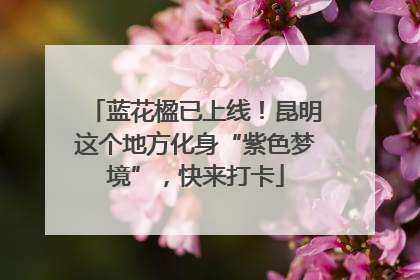 蓝花楹已上线！昆明这个地方化身“紫色梦境”，快来打卡