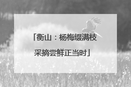 衡山：杨梅缀满枝 采摘尝鲜正当时