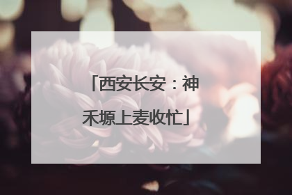 西安长安：神禾塬上麦收忙