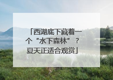 西湖底下藏着一个“水下森林”？夏天正适合观赏