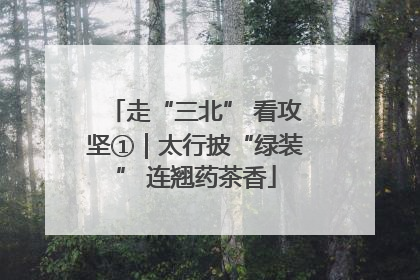 走“三北” 看攻坚①｜太行披“绿装” 连翘药茶香