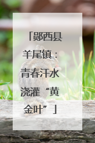 郧西县羊尾镇：青春汗水浇灌“黄金叶”