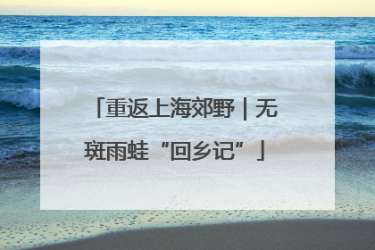 重返上海郊野｜无斑雨蛙“回乡记”