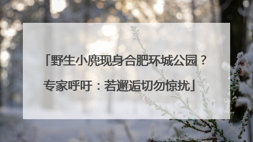 野生小麂现身合肥环城公园？专家呼吁：若邂逅切勿惊扰