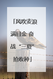 风吹麦浪满目金 奋战“三夏”抢收种