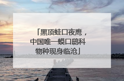 黑顶蛙口夜鹰，中国唯一蟆口鸱科物种现身临沧